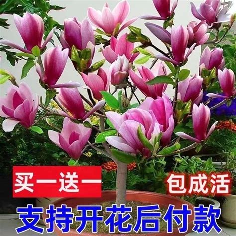 玉蘭花盆栽矮化